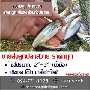 ขายส่งลูกปลาสวาย ราคาถูก จัดส่งด่วนทั่วประเทศ 
